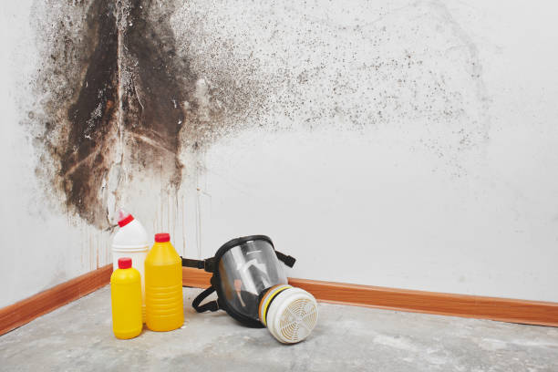 Professional Mold Remediation in Pooler, GA