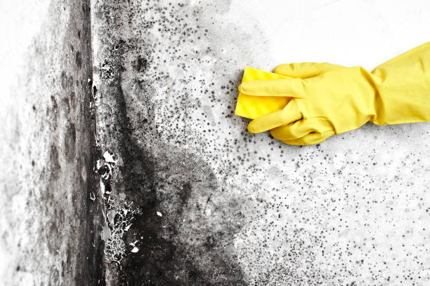 Best Mold Testing and Inspection Services in Pooler, GA