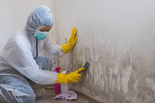 Best HVAC Mold Remediation in Pooler, GA