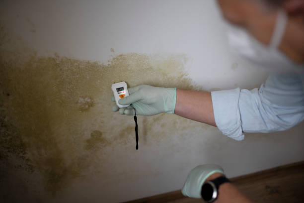 Best White Mold Remediation in Pooler, GA
