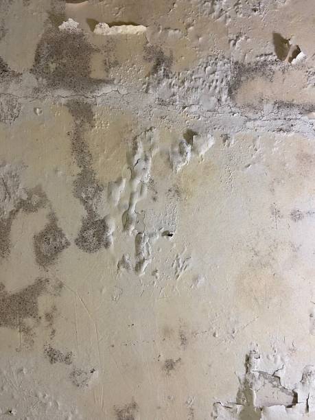 Best Black Mold Remediation in Pooler, GA