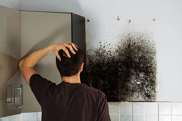 Best DIY Mold Remediation Support Services in Pooler, GA