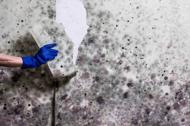 Best Attic Mold Remediation in Pooler, GA